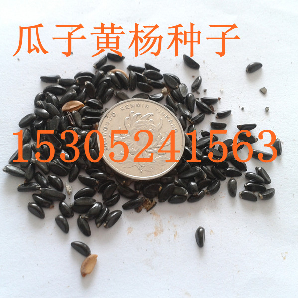 SNӡ՗Nӡ𻨷NӡNӡķN