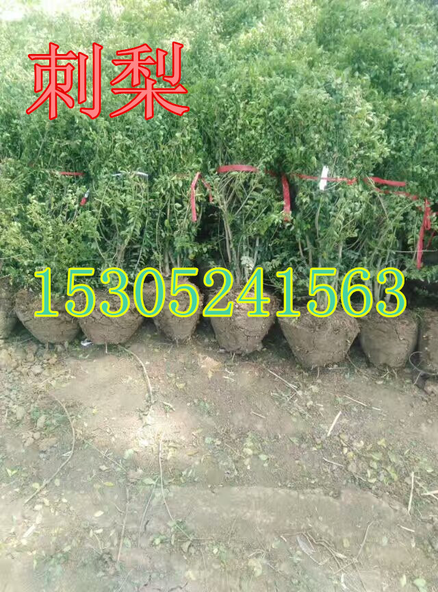 桢ľӡʹw^B