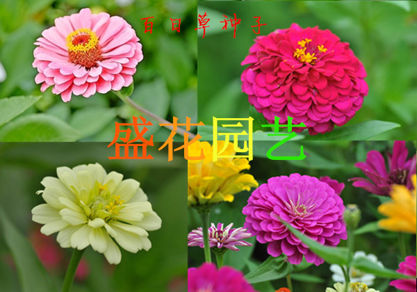 ղݷNӡtۡϡSɫղݡN