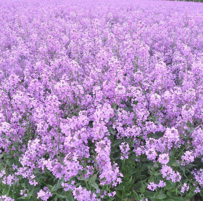 {Nӡ˹շNӡղݷNӡf۾ջN