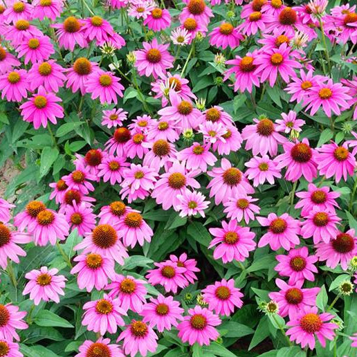 ɹշNf۾շNӰղݷN˷NN