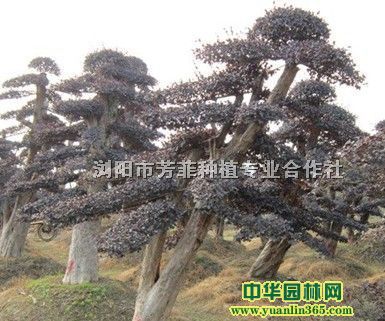 ͼt^ľŘͼtľͼt^ľͼtľ