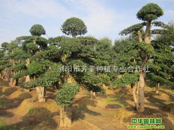 lС~Ůؑ~[ľͳ骡÷䡢޽Ӽtr