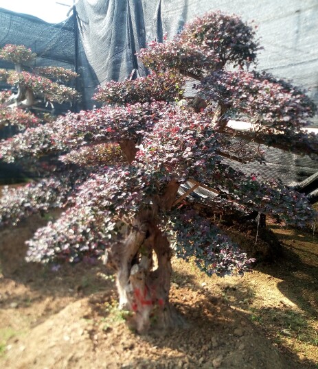 GľͼtľtľС~Ůؑ͡ͳ