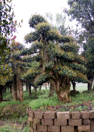 ľʯ骡ľʯ͡͡ͶӢͳ