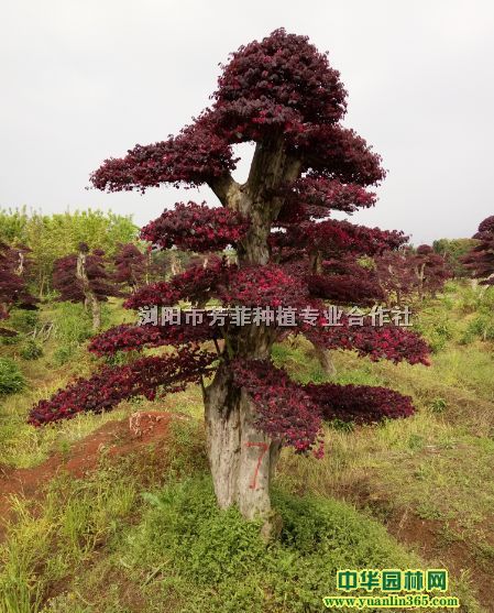 t^ľŘ骘䡢ͺɡ_hRˮʽ