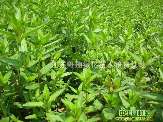 ǧˡSSβǧǧݡˮSβS