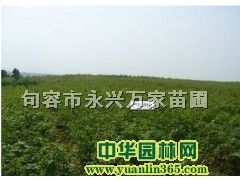 һɼС硢ɼС硢tΘСľ