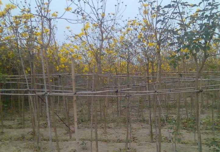 uڴͩtDc䡢SL(fng)ľ