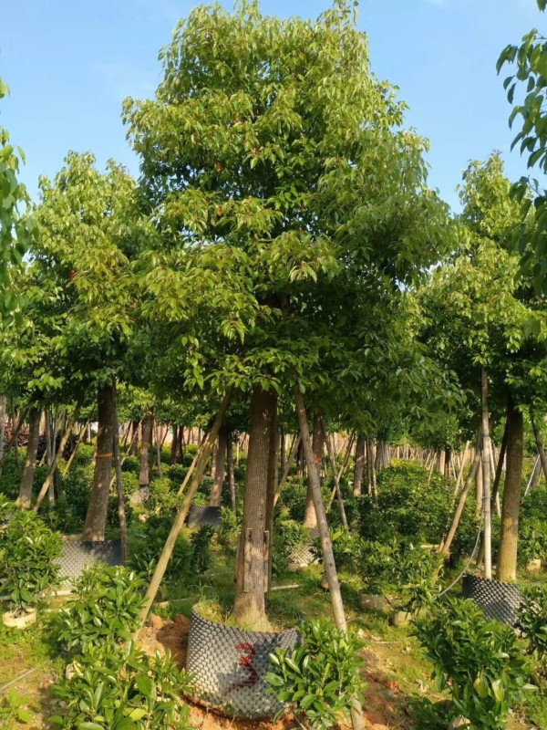 ȫ8-10-12-15-18-20-22-25