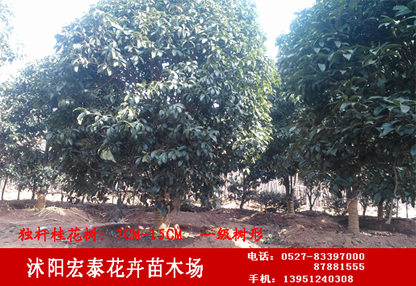 U𻨘8cm10cm12cm15cm