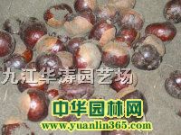 ~(sh)Nӡ(sh)С硢o(w)Сľ