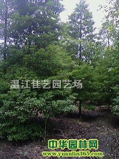 ĴzľĴtɼߗU𻨡˘(sh)ľ