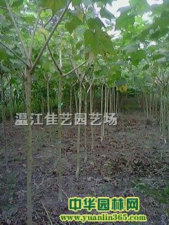 ĴľܽءtޱߗU𻨡Ĵtɼzľľ