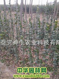 1.5׸߱S2ױS2.5ױS