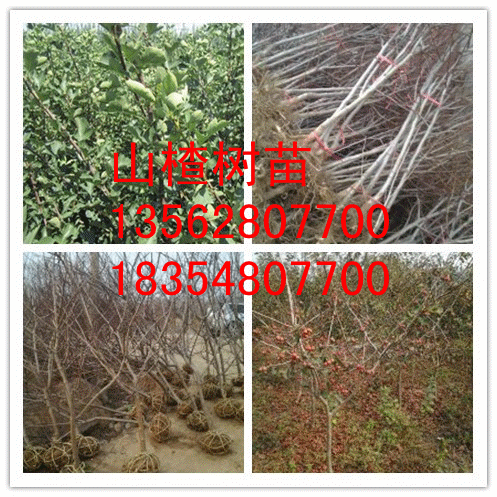 1ɽ高硢ɽ硢3ɽ高