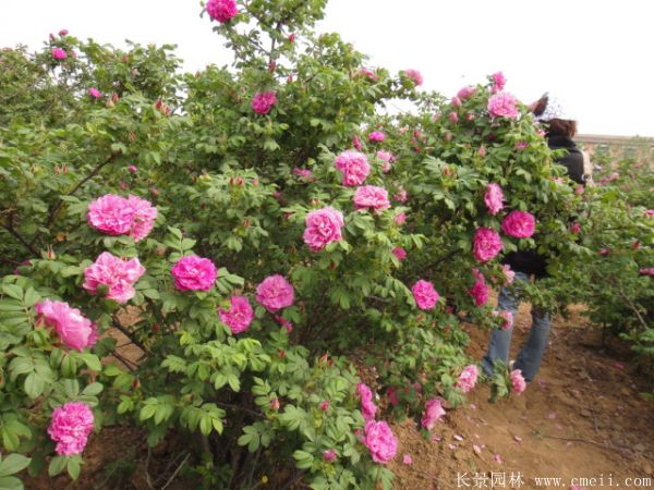 ʳõr(ji)-DƬ-a(chn)-