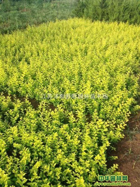 S~ŮؑSࡢС~Ůؑt~Сޡ