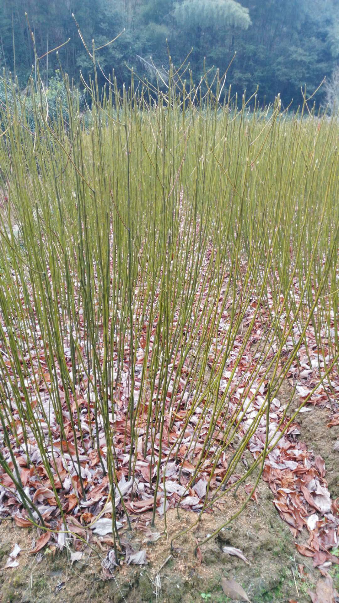 ɼľRβɡ㡢ľɡͲ衢ɡߘ