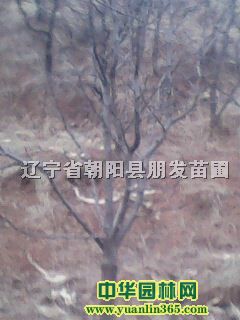 ɽӘ䡢䡢ܘ䡢̻䡢Ә䡢ɽ高