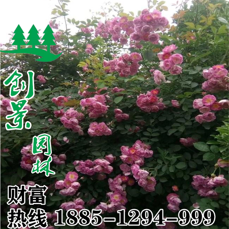 (yu)|(zh)Nޱ硢ƷNԳɻʸ