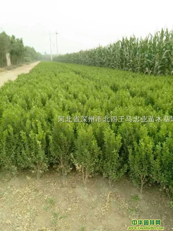 Լ30-60С~Sܴa30f