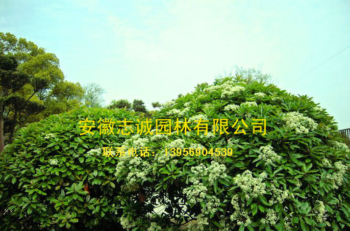 ʯ骡ʯ骡Ǘҡ~Ůؑľ