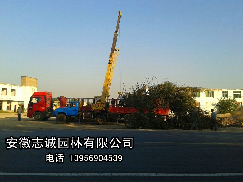 t~ʯ骡ľʯ骡䡢桢ҡ÷ʯľ