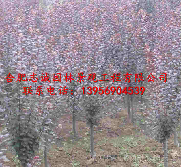 С硢ΘС硢ϚgС硢С硢t~С硢С