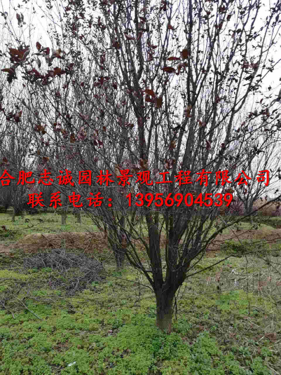 պϷʷt~ꡢǗޱѻ~