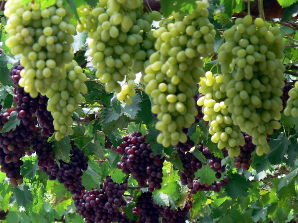 ػʍu(qun)Ђ(g)w(jng)I(yng)