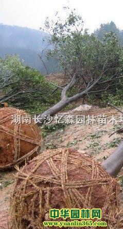 tࡢڼtࡢԼtࡢȫڼt