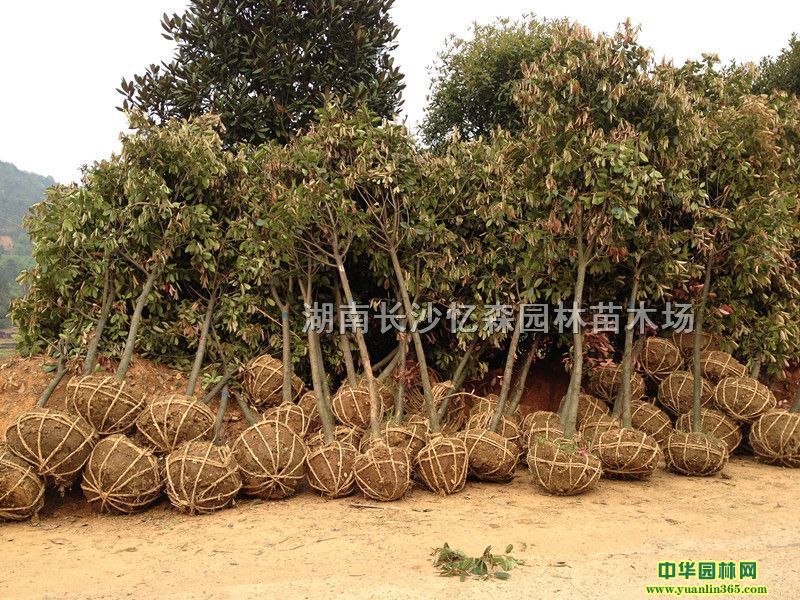 t~ʯ骘䡢ΗUt~ʯ骡t~ʯС