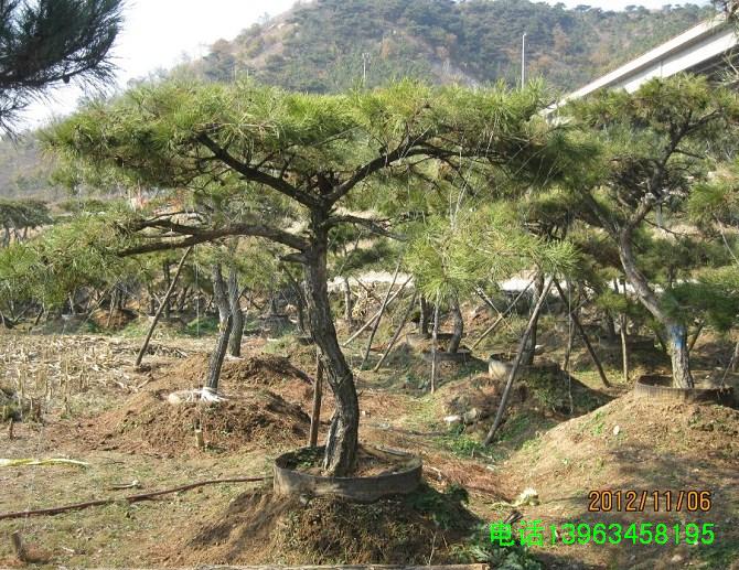 RʏF܇ɻʯӾ^ɽ|Rʏ