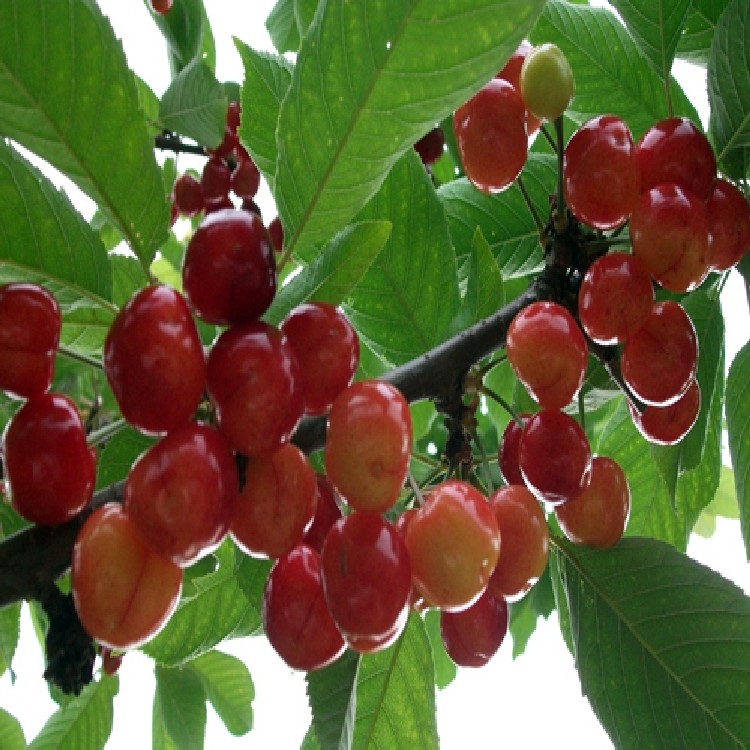 薩米脫櫻桃苗大棚種植技術