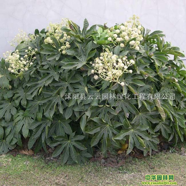 ˽ǽP(pn)˽ǽP(pn)С硢ľ@־G