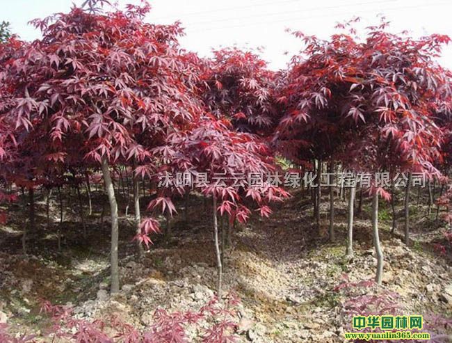 ttСtձtƷNt