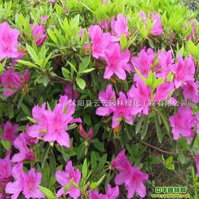 ëNNNNëNСԡ硢@־GС羰^