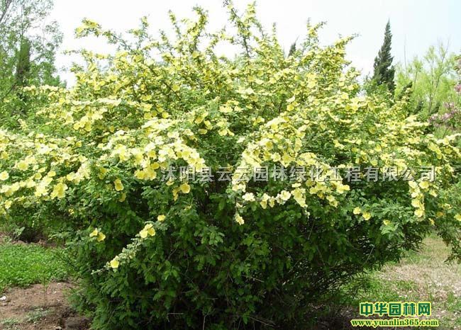 SõõSõС硢Sõ硢һ