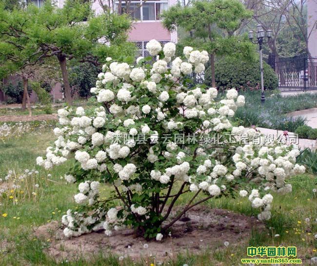 CľCCľC䡢ľC򹤳