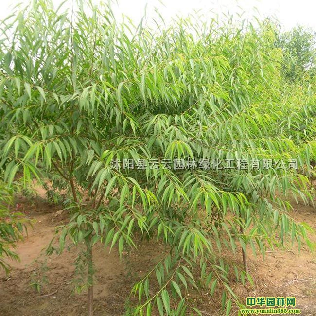 ɽҡɽС10-1502-15ɽҘ