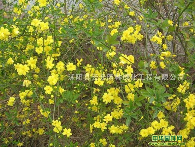 ӭġӭС硢ӭĹ硢@־G