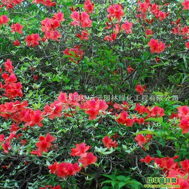 N硢žС硢ӳɽtӳɽt硢ëžꡢľ