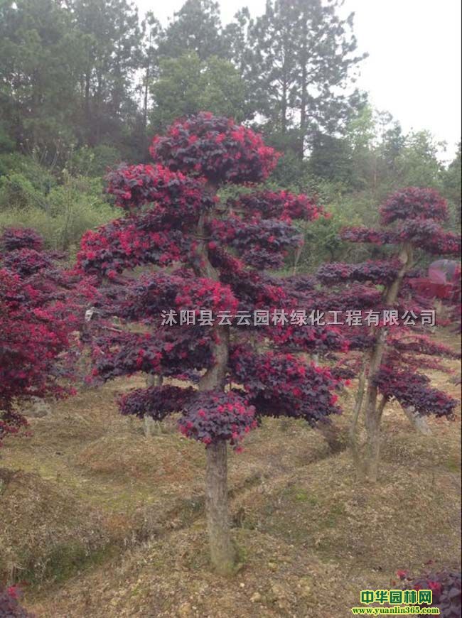 tľt^ľС硢t^ľ򡢼t^ľ