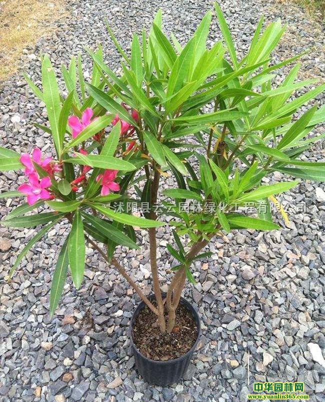 AҡtAҡAС硢AҾG硢A