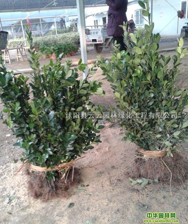 ~S硢~SС硢~S򡢶С硢