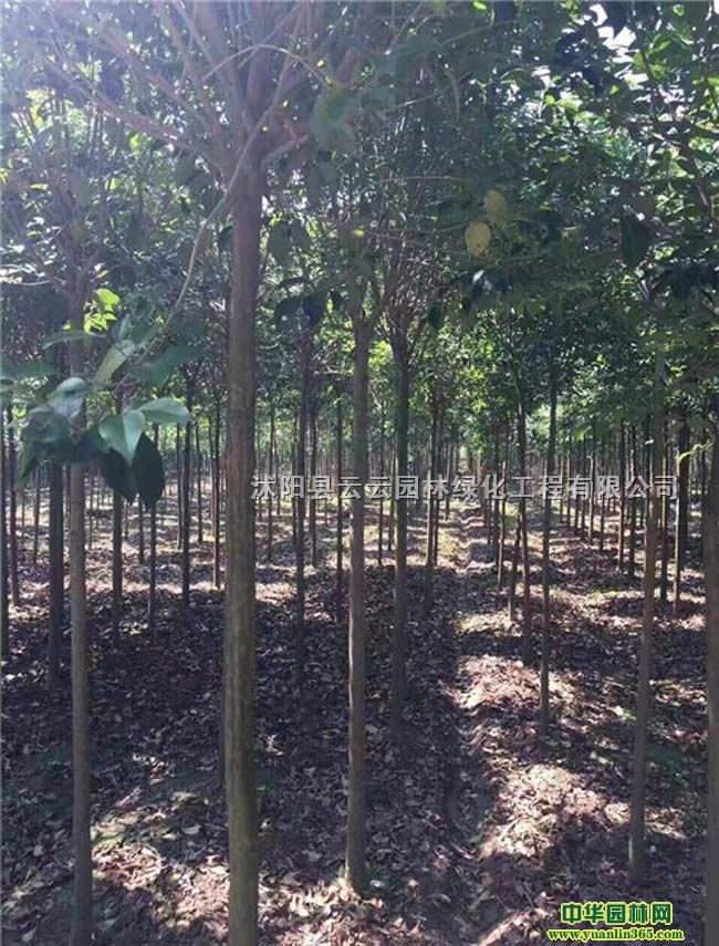 ~Ůؑ~ŮؑСߗUŮؑߗUŮؑС