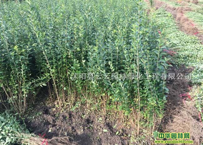 С~ŮؑС~ŮؑСС~Ůؑ;GС