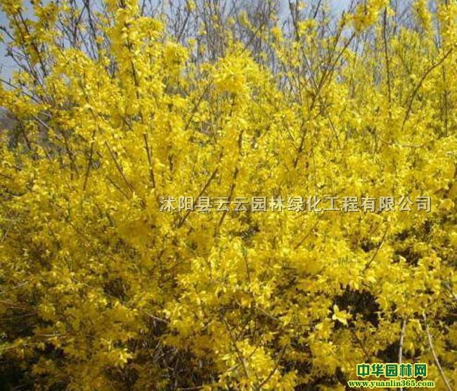 ӭӭС硢SܰSܰС硢ӭӭ