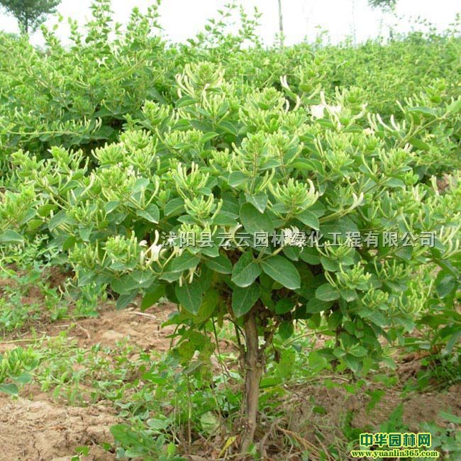 yٱֲԽy硢y硢y̾G